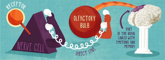 diagram of how the sense of smell works